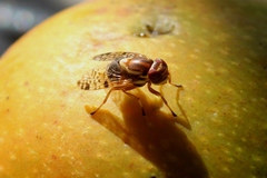 Scholastes bimaculatus