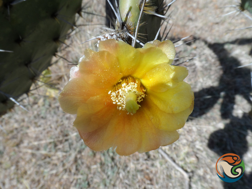 Opuntia velutina, photograph 6