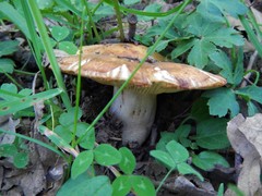 Russula rubroalba