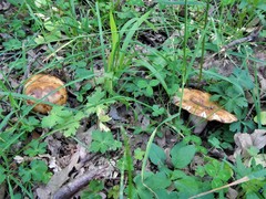 Russula rubroalba