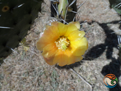 Opuntia velutina