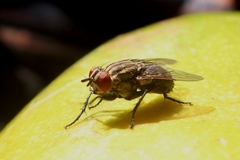 Scholastes bimaculatus