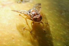 Scholastes bimaculatus