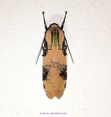 Halysidota interlineata