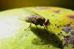 Scholastes bimaculatus