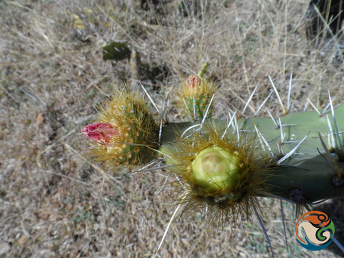 Opuntia velutina, photograph 5