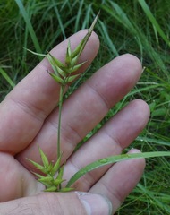 Carex lonchocarpa