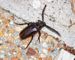 Prionus imbricornis