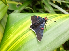 Phocides polybius
