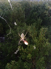 Argiope florida