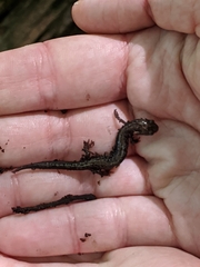 Plethodon hubrichti