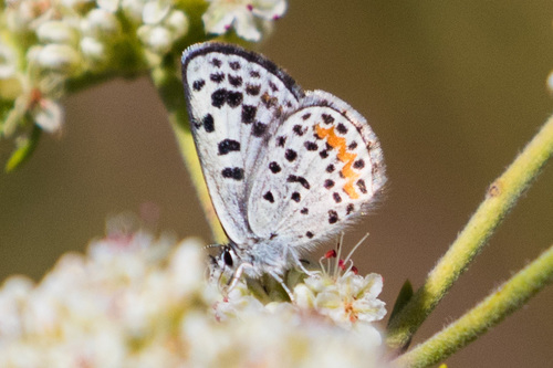 Bernardino Blue