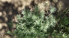 Lupinus hyacinthinus