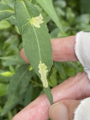Calycomyza promissa