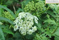 Heracleum moellendorffii