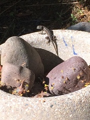 Sceloporus occidentalis