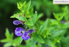 Scutellaria scordifolia