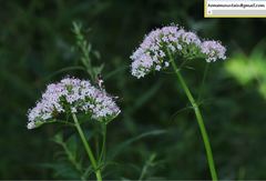Valeriana officinalis