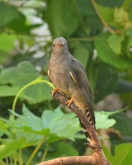 Cacomantis passerinus