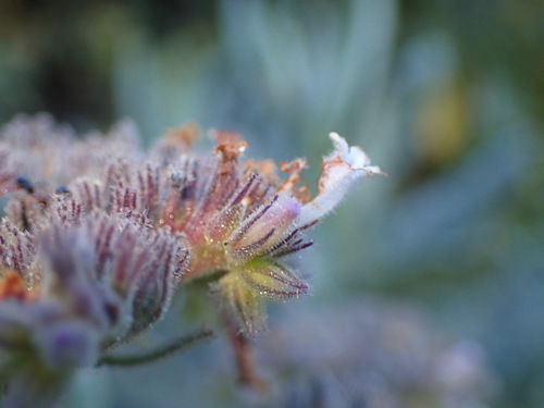 Image of Eriodictyon traskiae by (c) George Williams, some rights reserved (CC BY)