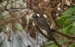 Cacomantis passerinus