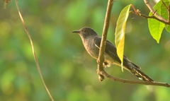 Cacomantis passerinus