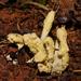 Cordyceps cranstounii - Photo (c) Reiner Richter, some rights reserved (CC BY-NC-SA), uploaded by Reiner Richter