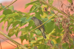 Cacomantis passerinus