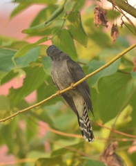Cacomantis passerinus