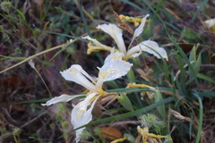 Iris fernaldii