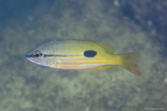 Blackspot Snapper photo 4