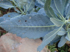 Eriodictyon traskiae