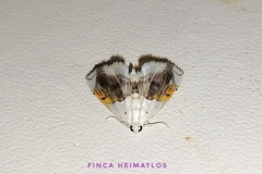 Neurophyseta