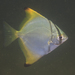 Diamondfish - Photo (c) joseph_dibattista, some rights reserved (CC BY-NC), uploaded by joseph_dibattista