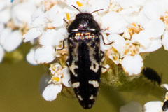 Acmaeodera connexa