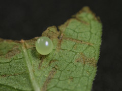 Amphion floridensis