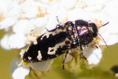 Acmaeodera connexa