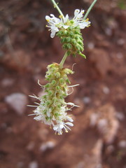 Dalea candida