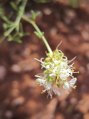 Dalea candida