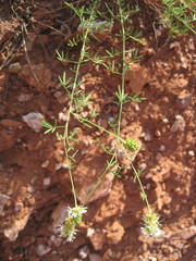 Dalea candida