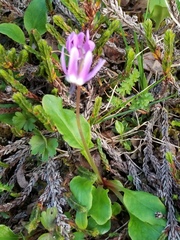 Primula frigida