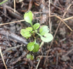 Coprosma spathulata