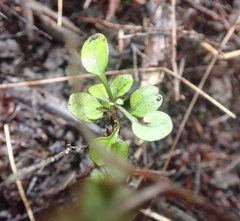 Coprosma spathulata