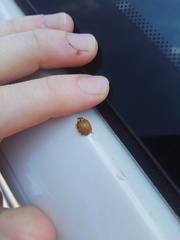 Harmonia axyridis