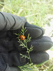 Coccinella septempunctata