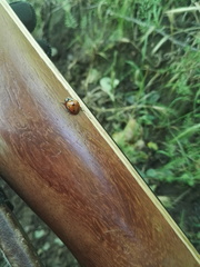 Coccinella septempunctata