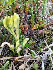 Diphasiastrum alpinum