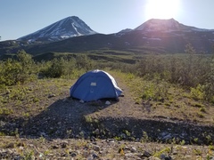 Diphasiastrum alpinum