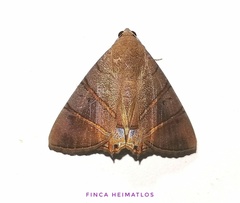 Eulepidotis addens