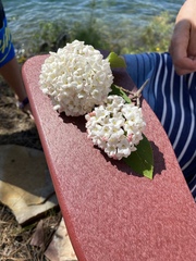 Viburnum carlcephalum